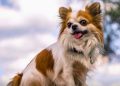Chihuahua dog