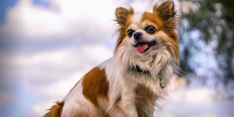 Chihuahua dog
