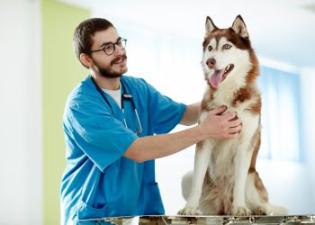 Common Diseases In Pets And How To Deal With Them