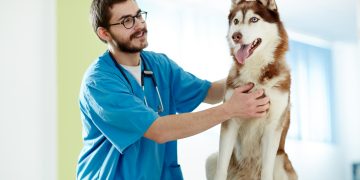 Common Diseases In Pets And How To Deal With Them