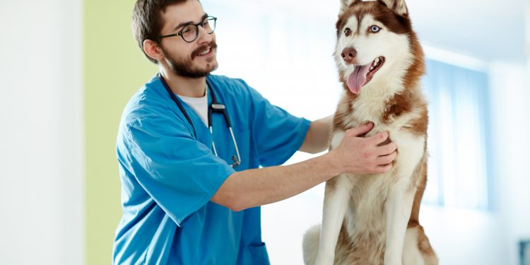 Common Diseases In Pets And How To Deal With Them