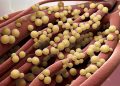 Feed your microbes: all about the microbiome