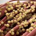 Feed your microbes: all about the microbiome