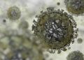 What is H3N2?