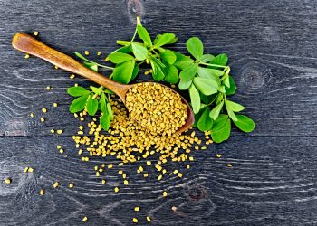Fenugreek – All you need to know 