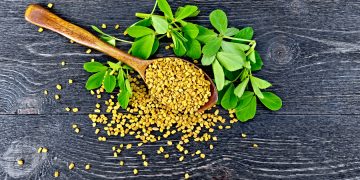 Fenugreek – All you need to know 