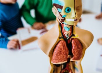 The Truth behind the Popular Myths about the Human Body