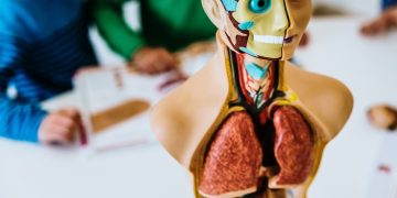 The Truth behind the Popular Myths about the Human Body