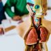 The Truth behind the Popular Myths about the Human Body