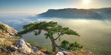 Emergency and Disaster Preparedness