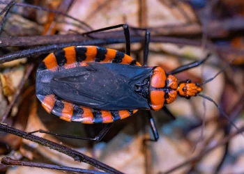 Chagas Disease The Silent Killer