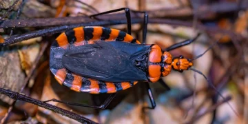 Chagas Disease The Silent Killer