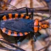 Chagas Disease The Silent Killer