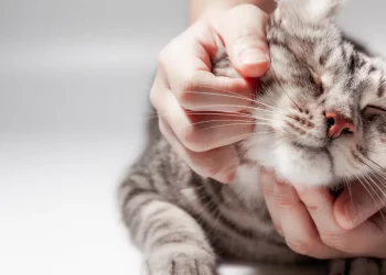 Common Pet Care Mistakes and How to Avoid Them