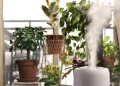 Indoor Air Quality: Why Your Home Environment Matters