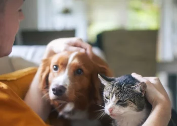 The Ultimate Guide to Responsible Pet Care for First-Time Owners