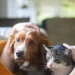 The Ultimate Guide to Responsible Pet Care for First-Time Owners